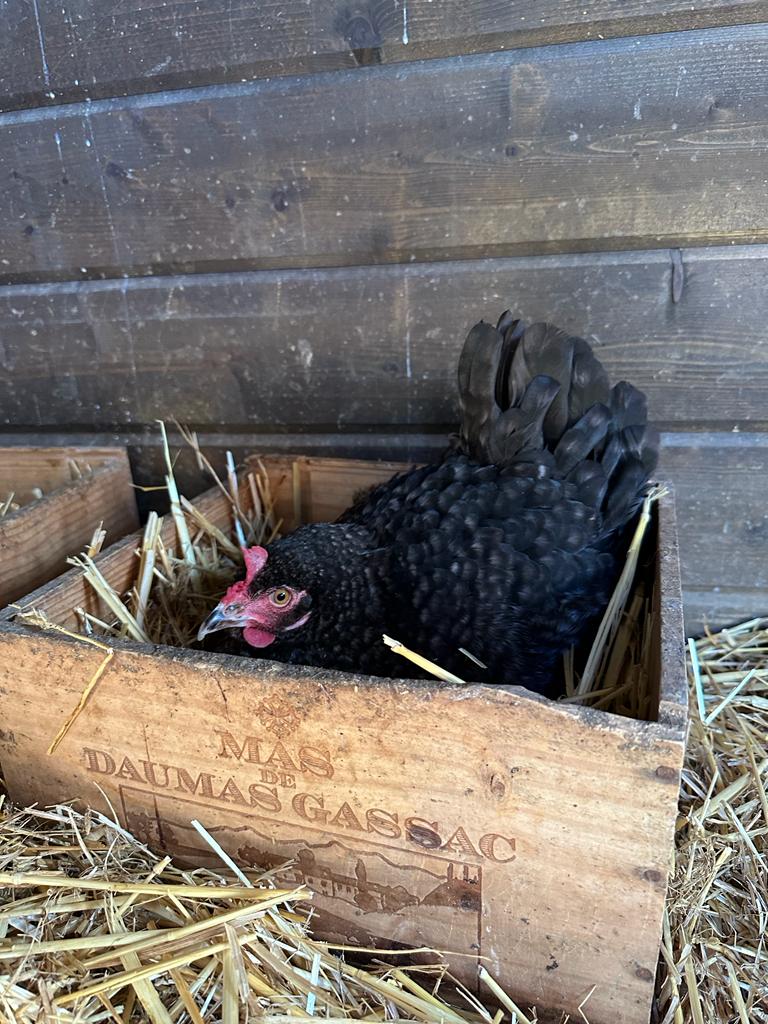 black hen in a box with hay - Country Kids