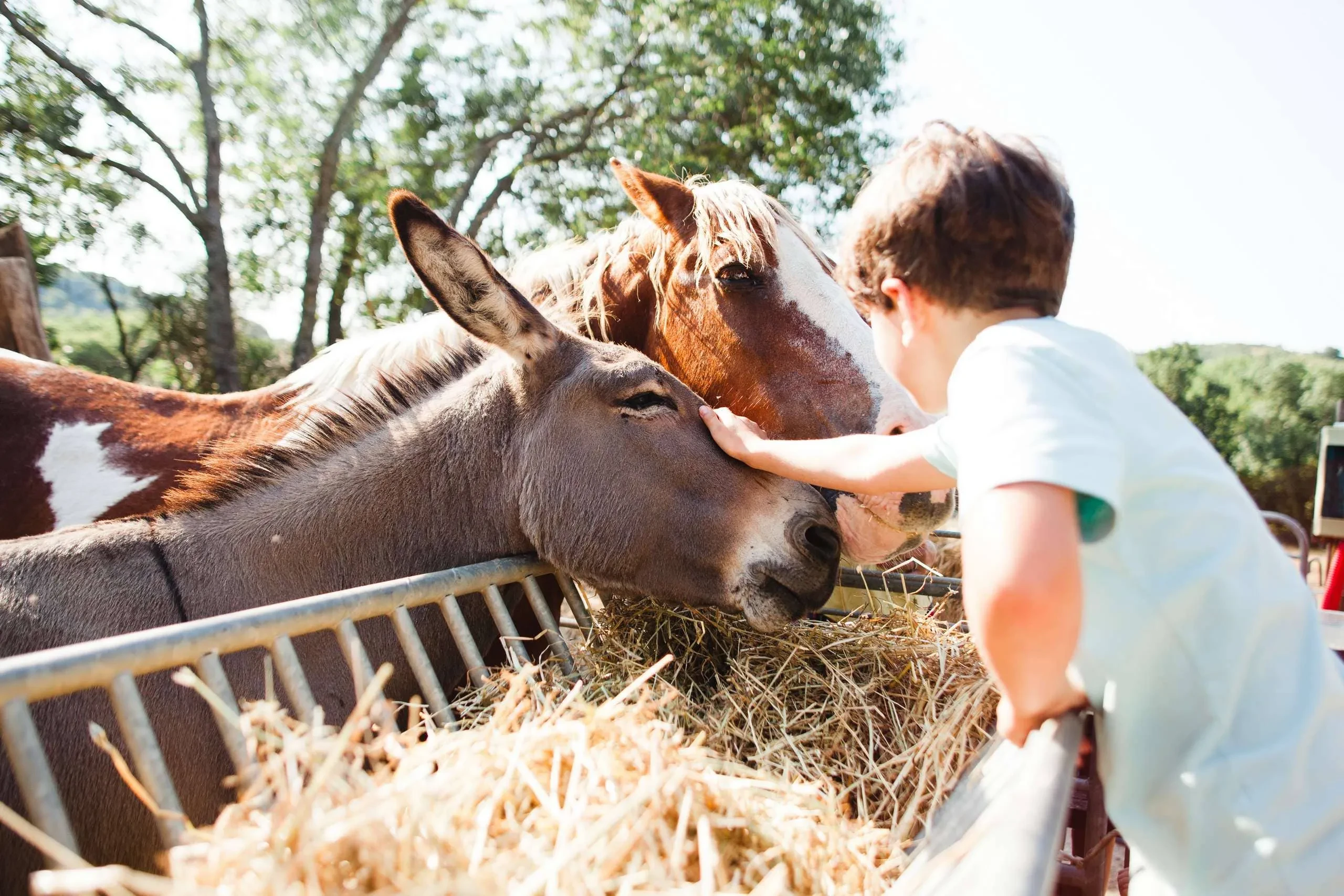 Child petting donkey and horse in a farm