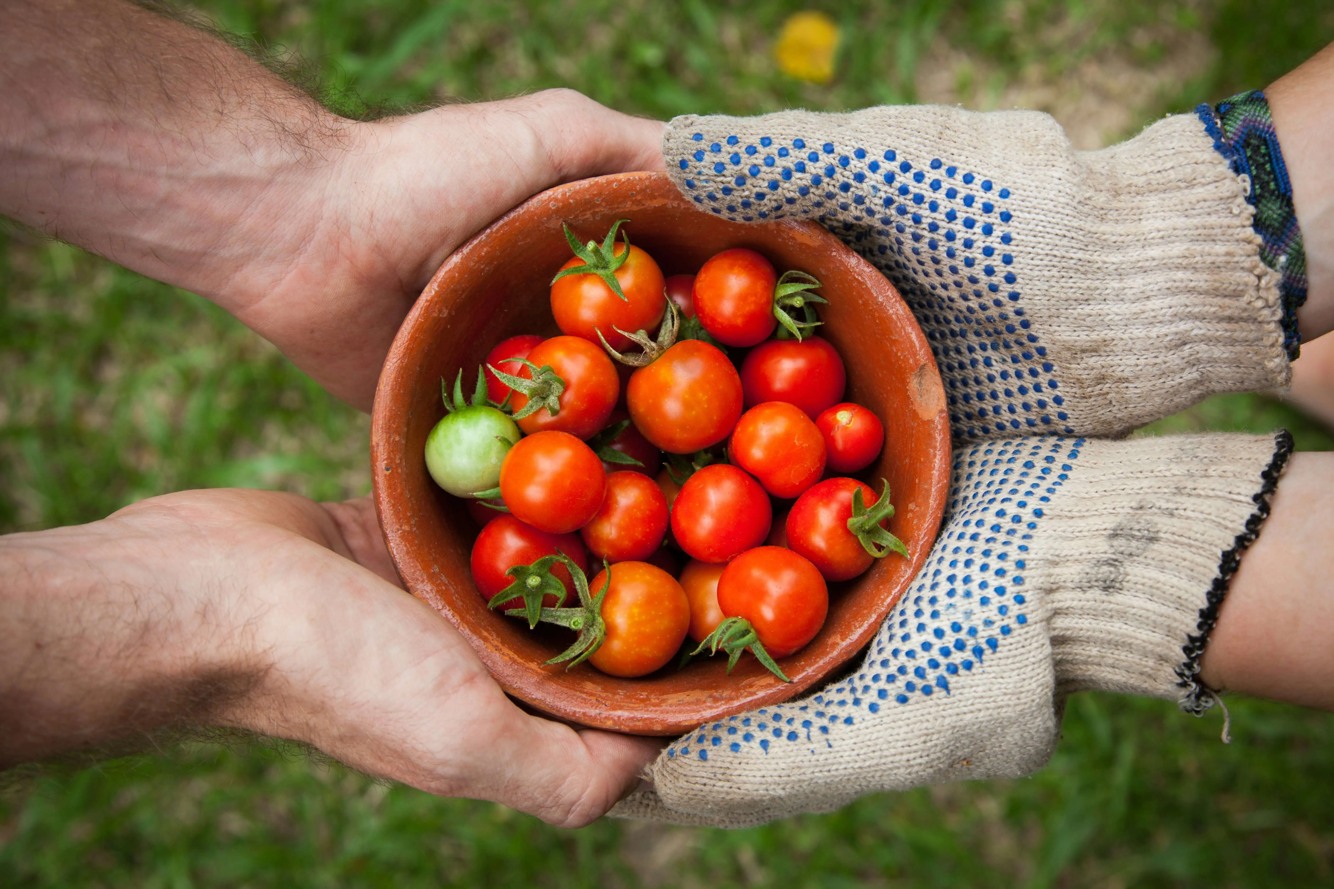 Hands holding bowl of fresh tomatoes