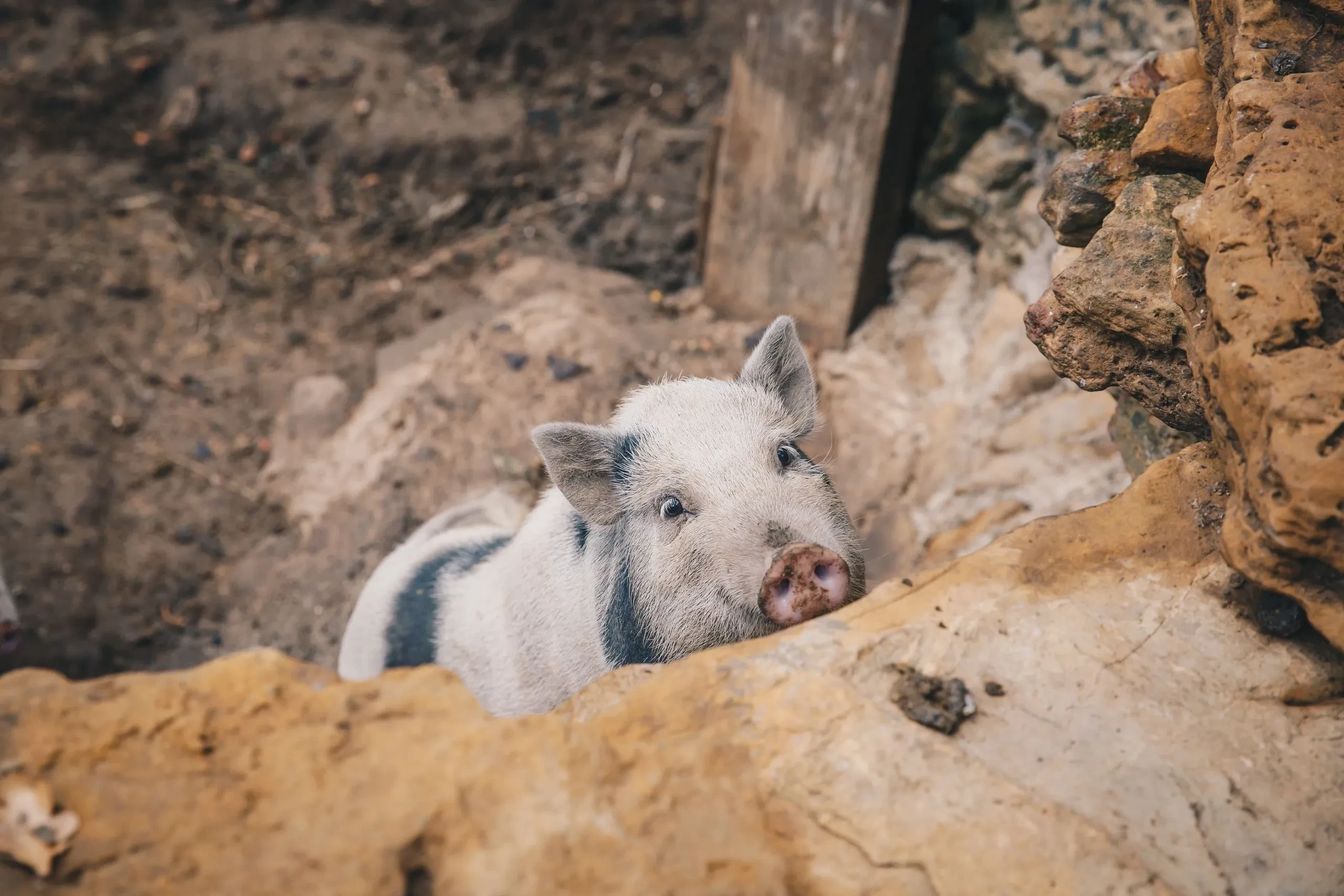 farm pig for kids farm in the forest - Holidays in South of France – Country Kids