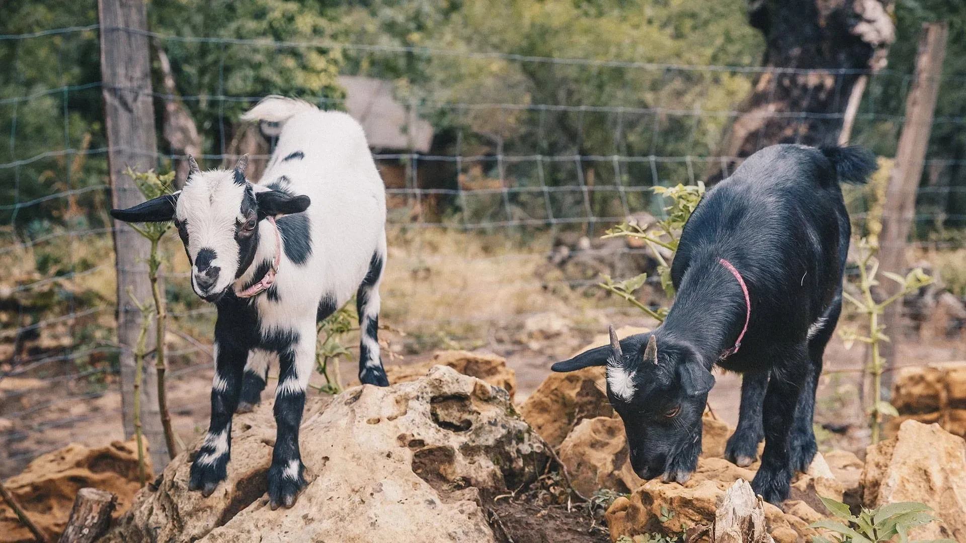 laure sylvain neveu goats neigesoleil