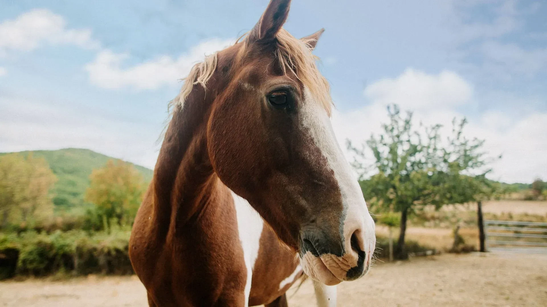 laure sylvain neveu horse apache1 1