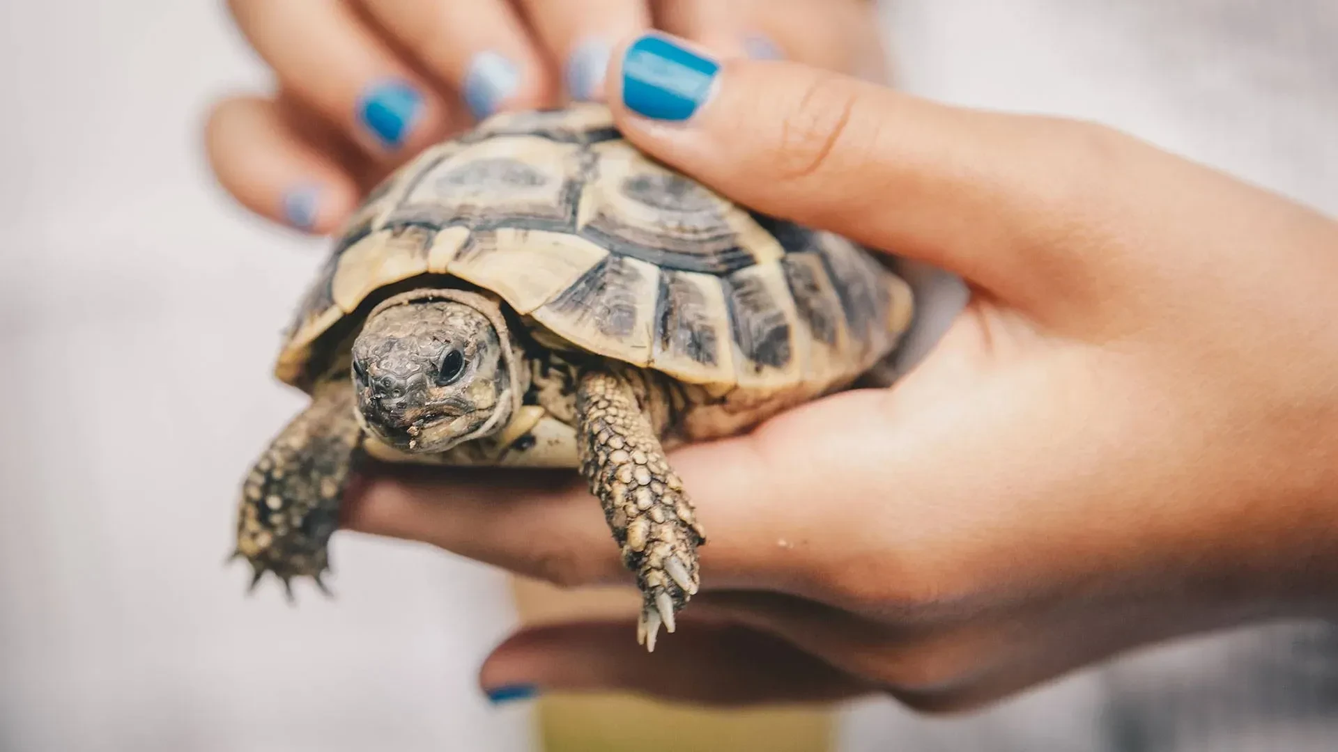 laure sylvain neveu tortoise