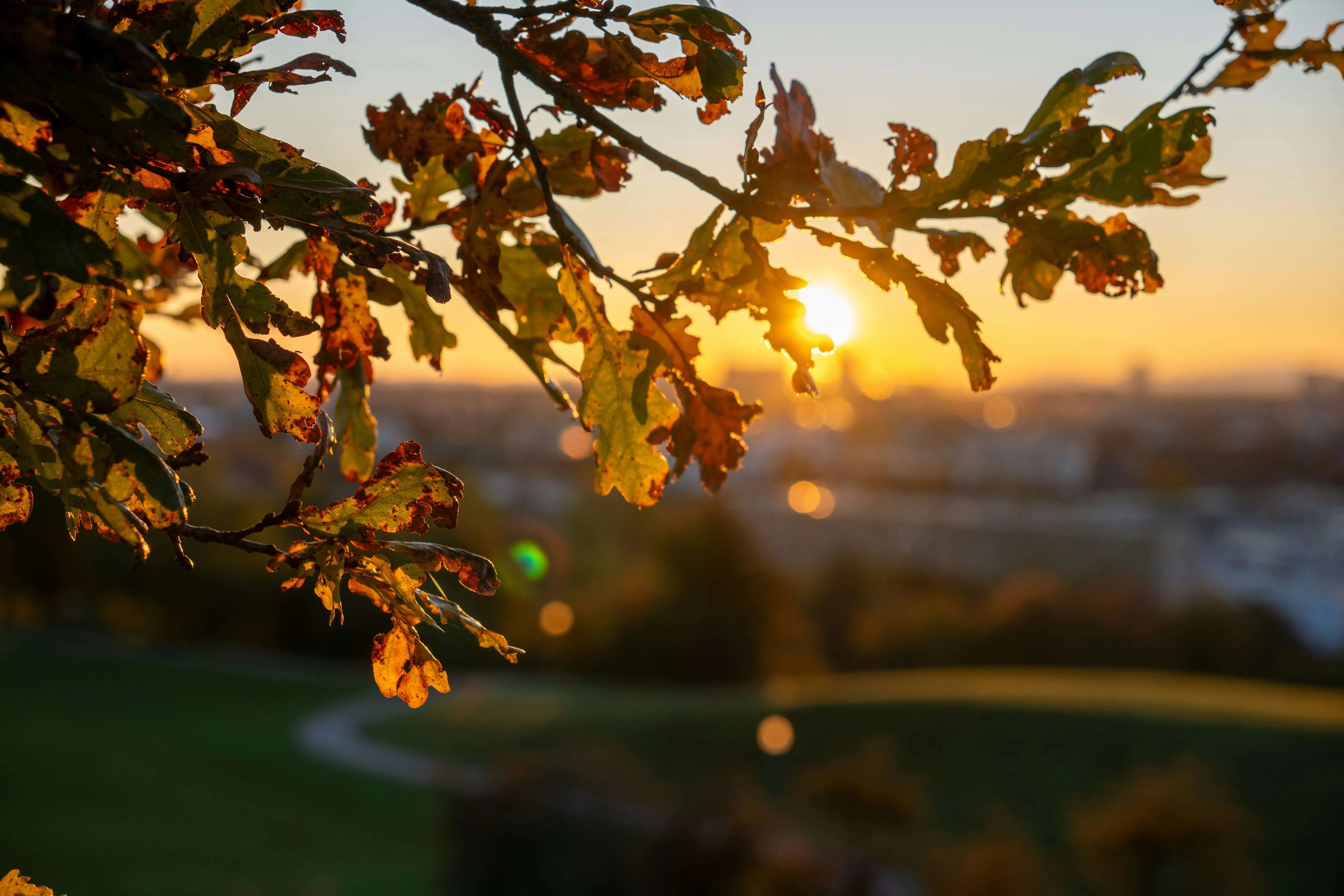 Sunset through autumn leaves on a branch.