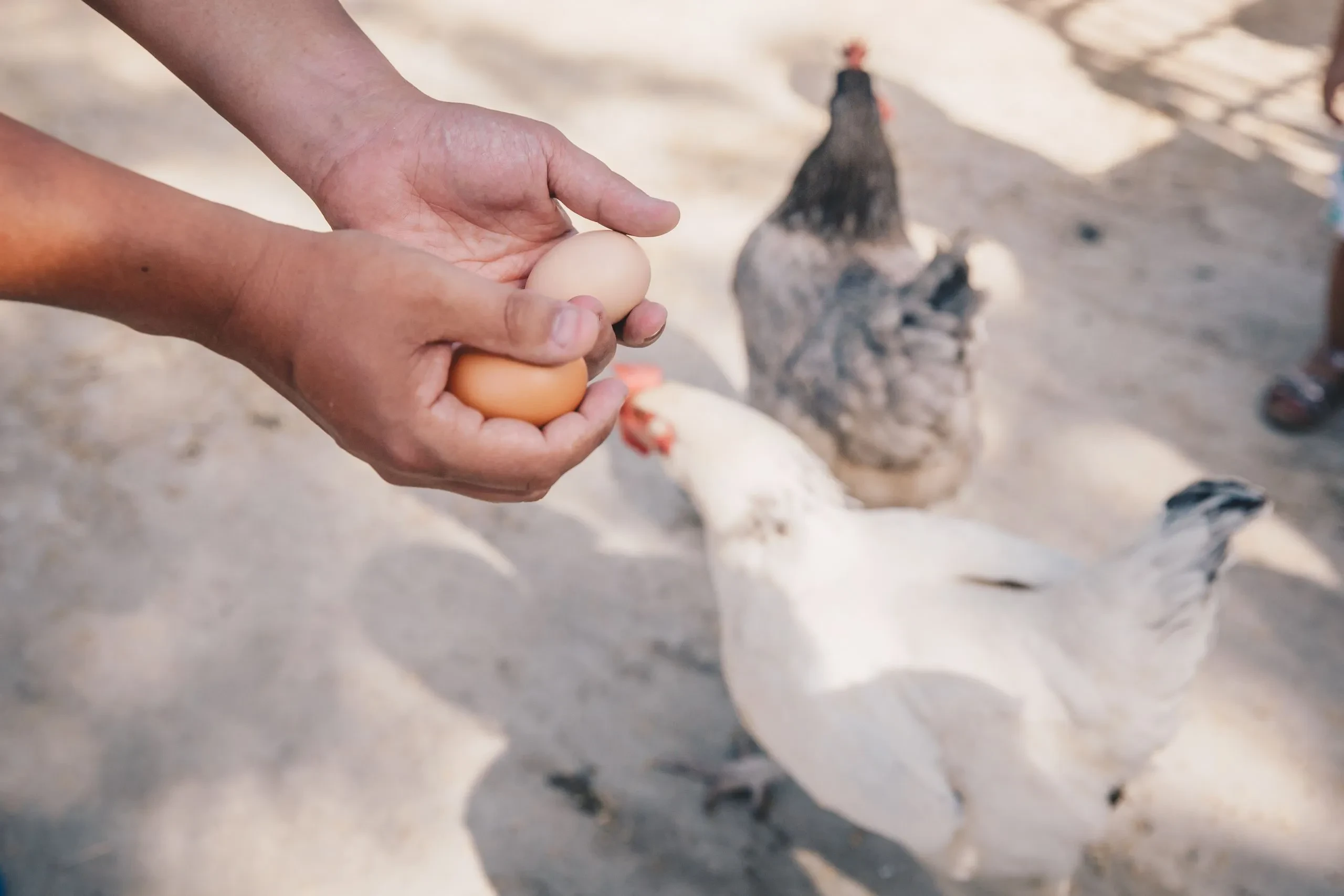 oeuf et chicken for the kids farm in the forest - all inclusive holidays France - Country Kids