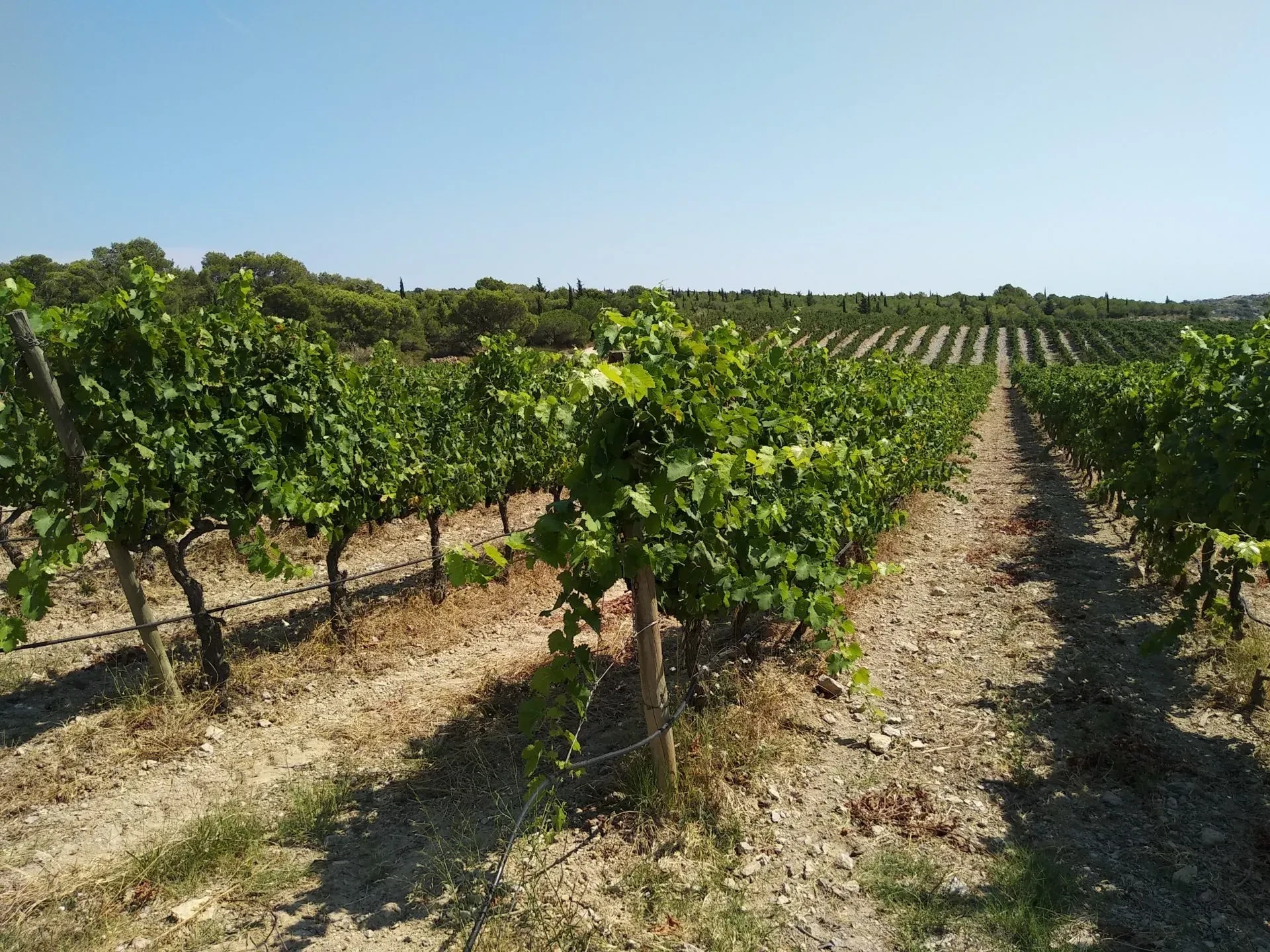 the experience - family holidays in south of France
