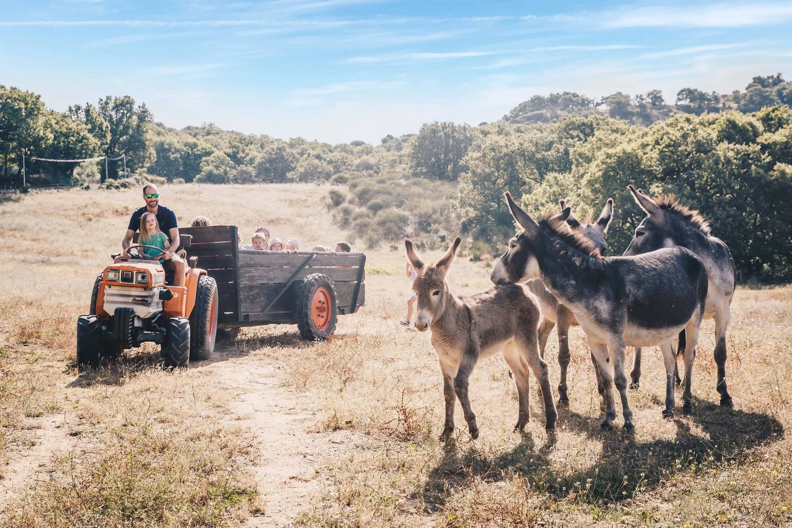 tractor+donkeys for the kids farm in the forest - child friendly holidays in south of france - Country Kids