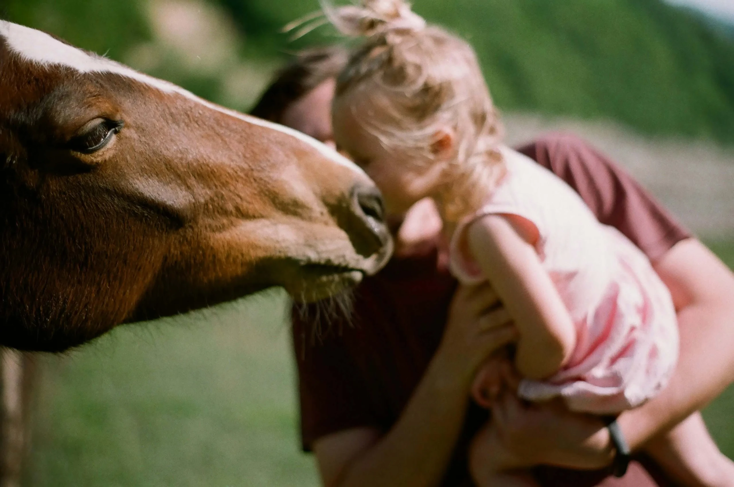 Child gently kisses horse's nose outside.